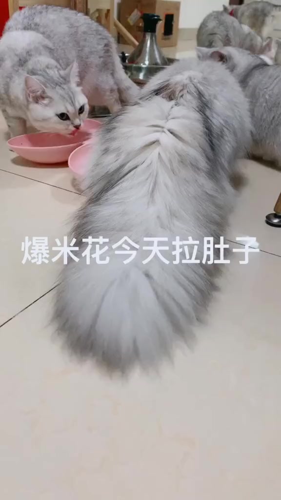 #搞笑段子#爆米花早上拉稀粑粑,只能停了罐头,可它眼巴巴的看着别人吃,心疼#全网第一大尾巴