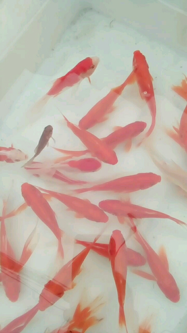 听说这里面有一条叫做鸿运当头的鱼!找找看或许可以带来好运