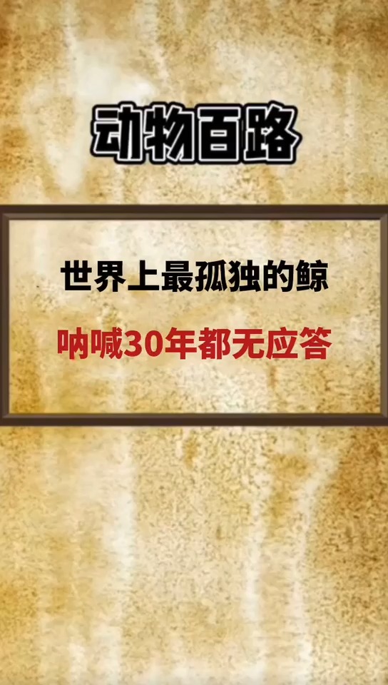 世界上最孤独的鲸鱼