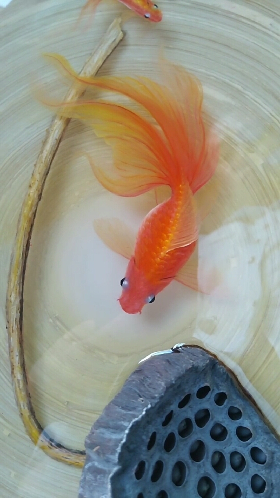 树脂画,小金鱼