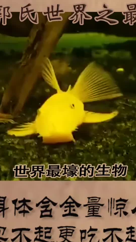 #奇闻趣事抢先看#世界上最壕的生物身体含金量惊人涉世深交