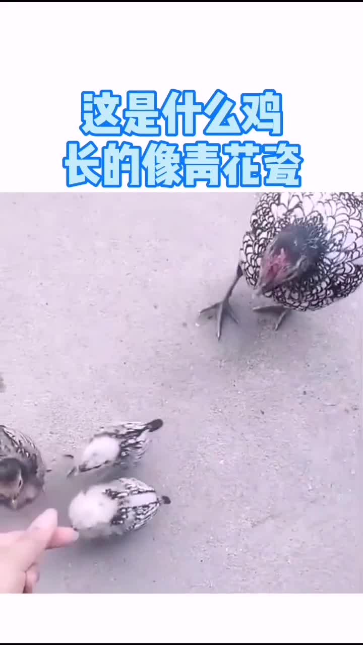 真好看,这是什么品种