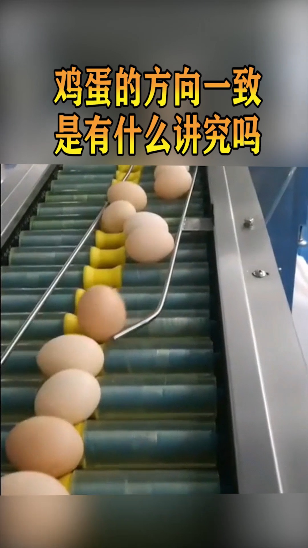 #奇趣#鸡蛋大小头调向,全都是小头朝下,这是有讲究的吗?