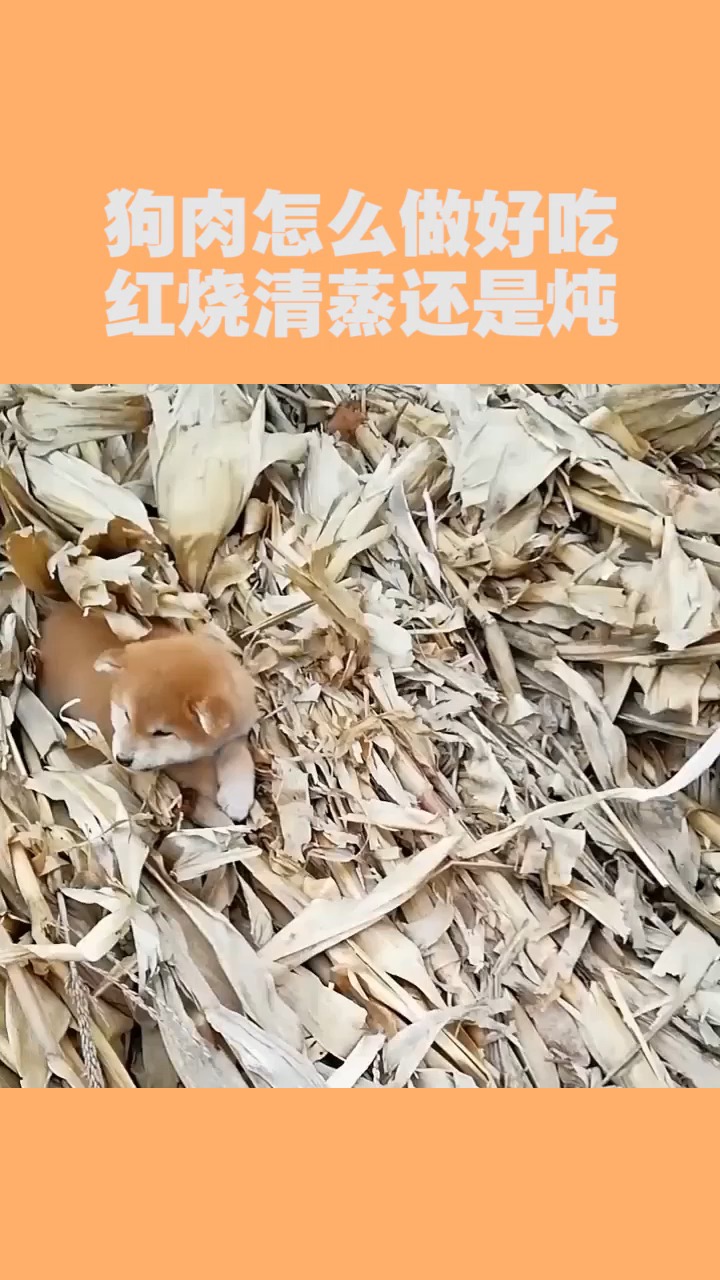 #我要上热门#狗肉怎么做好吃,红烧清蒸还是炖