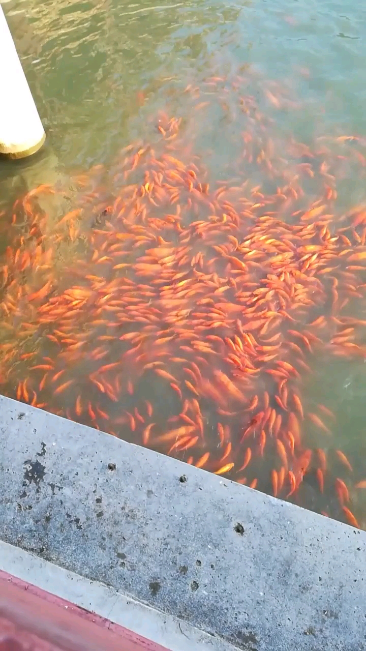 一包鱼饲料,来了这么多鱼