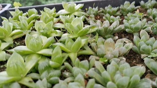 多肉植物-玉露,还是闷养才更加晶莹透亮。