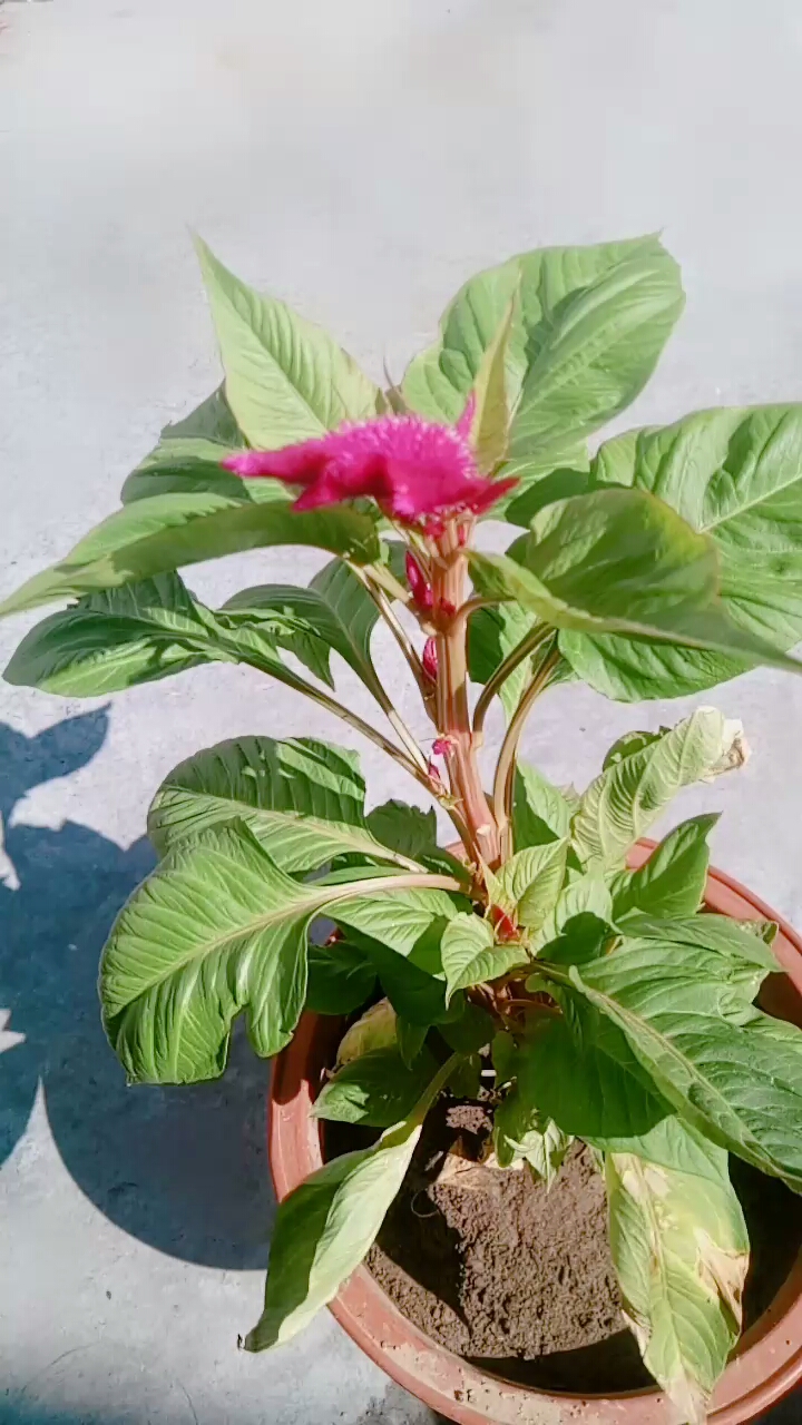 分享视频