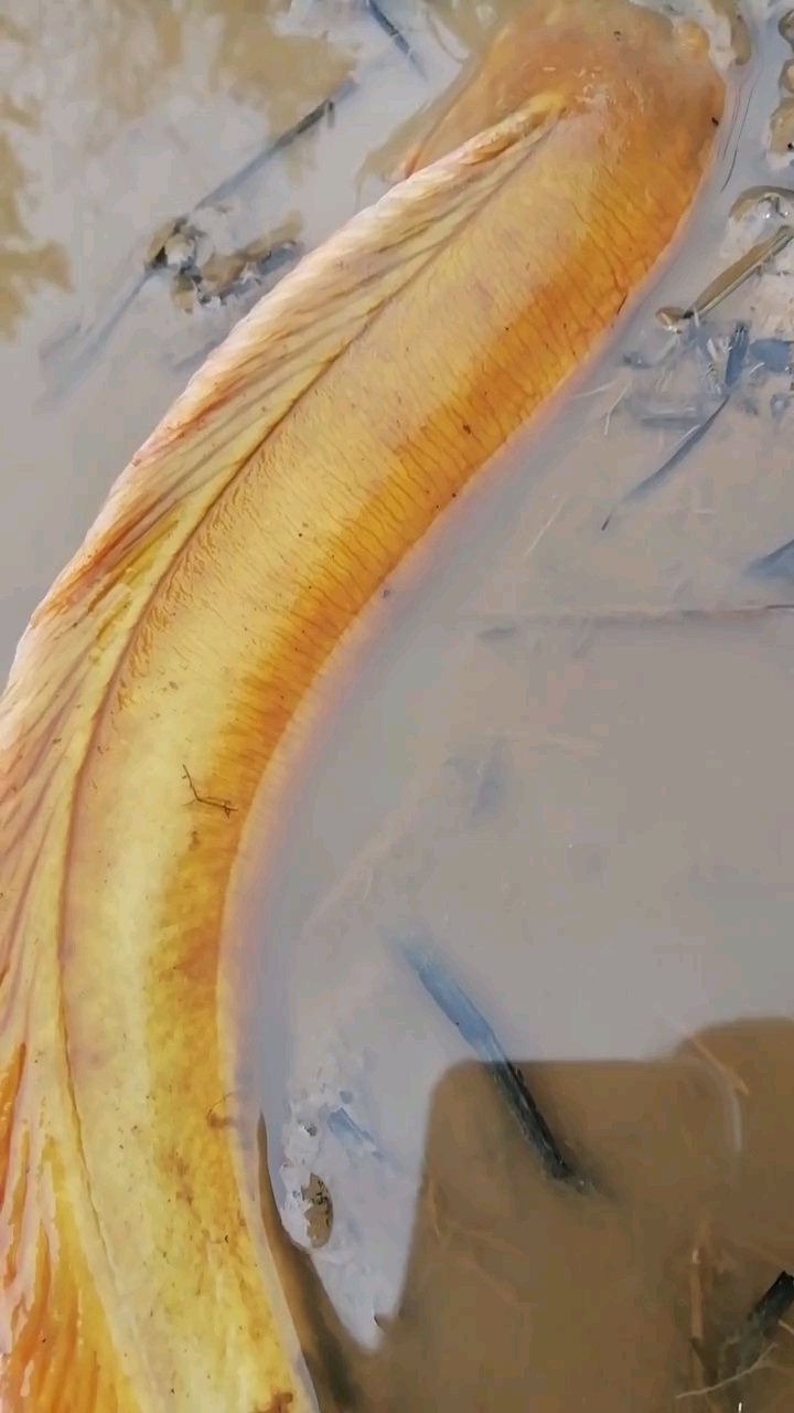 发现黄金龙骨鱼