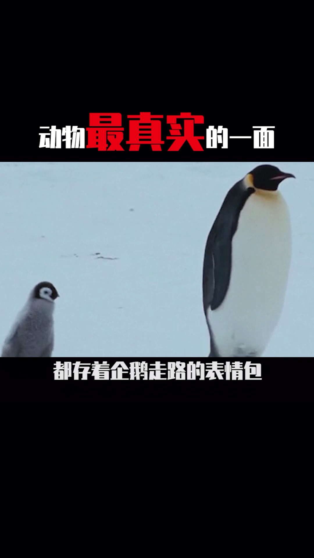 没想到你是这样的动物