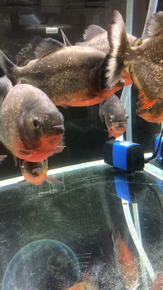 红腹食人鱼