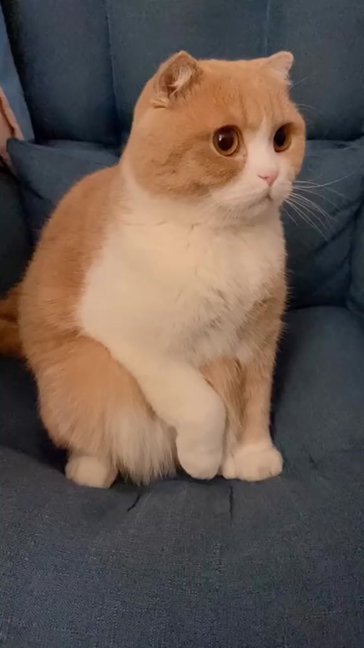 #神宠来袭#每次觉得馒头蹲在沙就像在拉便便。。莫名让人紧张。#我家萌宠成精了#