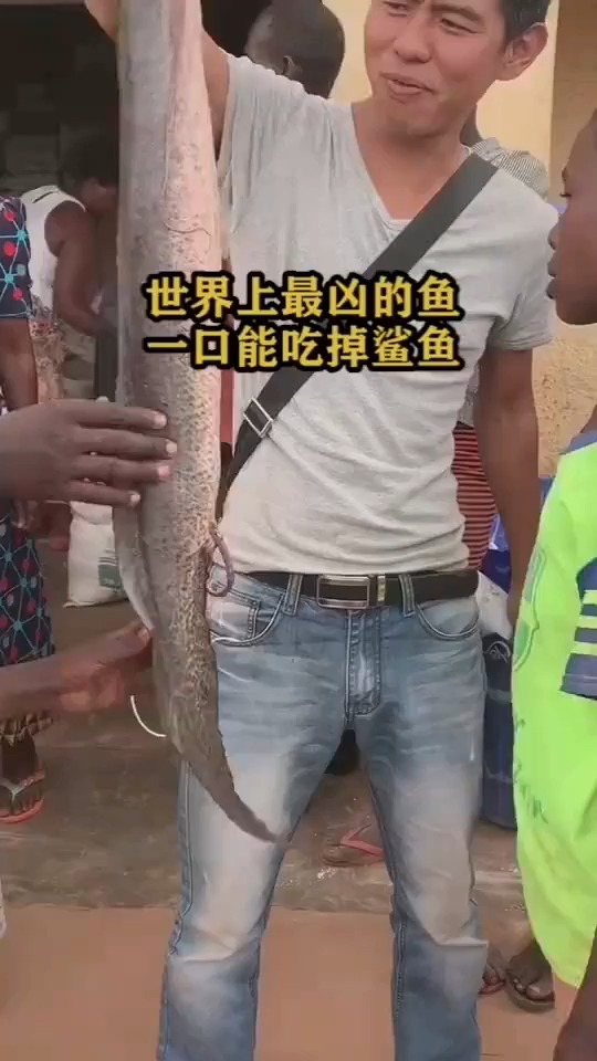 #搞笑视频#世界上最凶的鱼,一口能吃掉鲨鱼