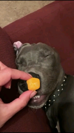 梦到吃的了