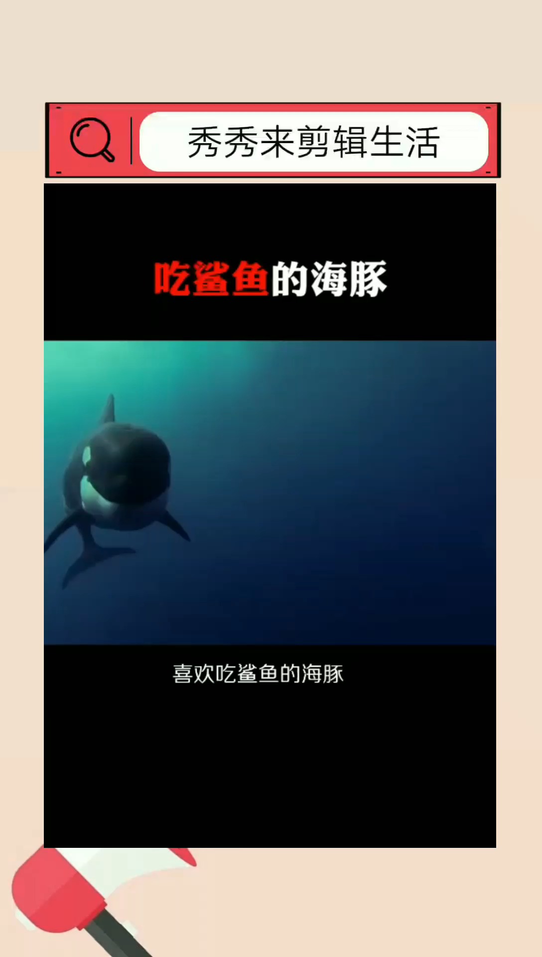 #奇闻趣事抢先看#吃鲨鱼的海豚