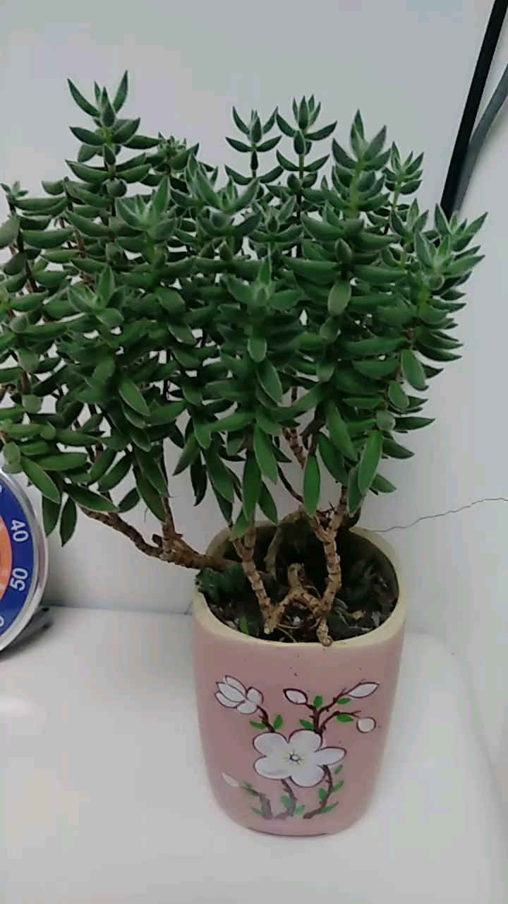 分享视频
