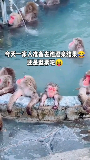 #带上全民去旅行#这猴子太懂得享受了