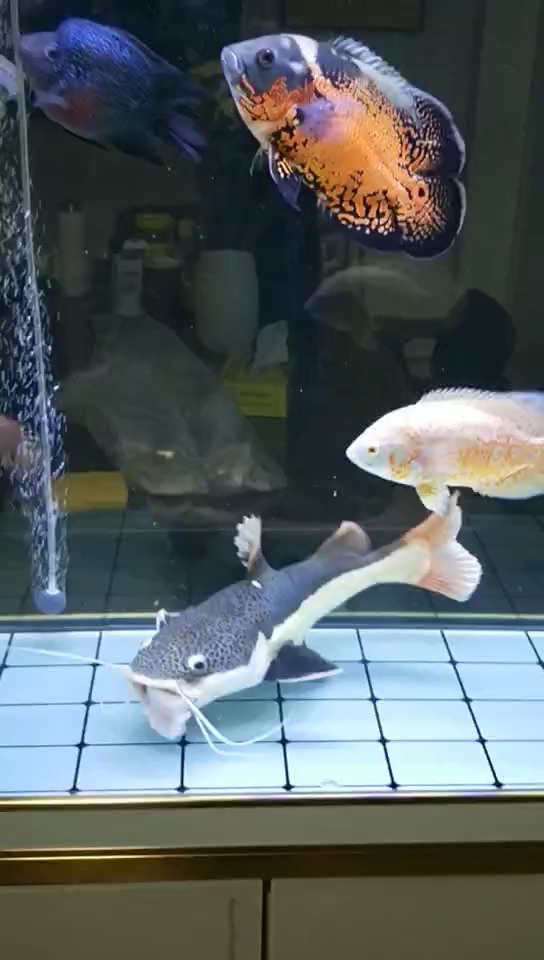 超级能吃的招财猫鱼