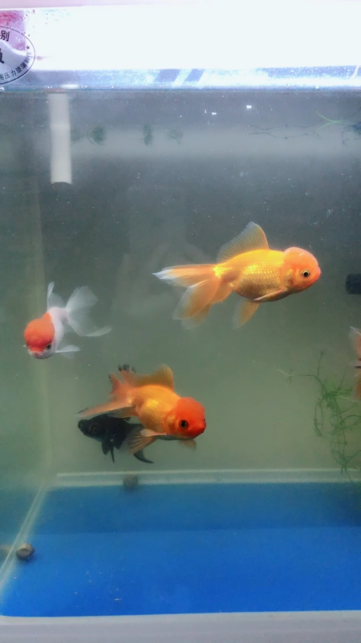 可爱小金鱼