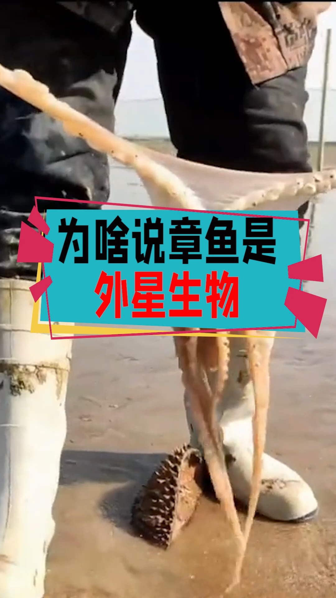 #奇闻趣事抢先看#为什么说章鱼是外星生物?科学家:身体结构违背进化论!
