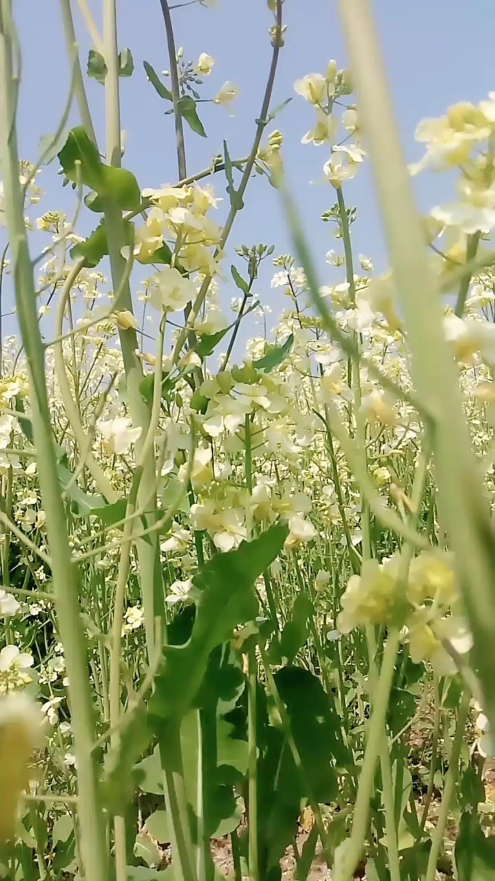 你见过白色的油菜花吗?