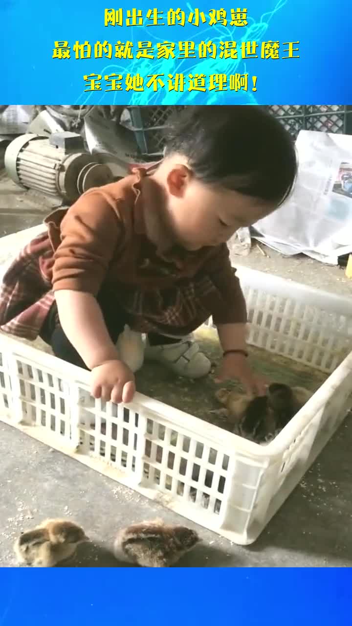 刚出生的小鸡崽,最怕的就是家里的混世魔王,宝宝她不讲道理啊!