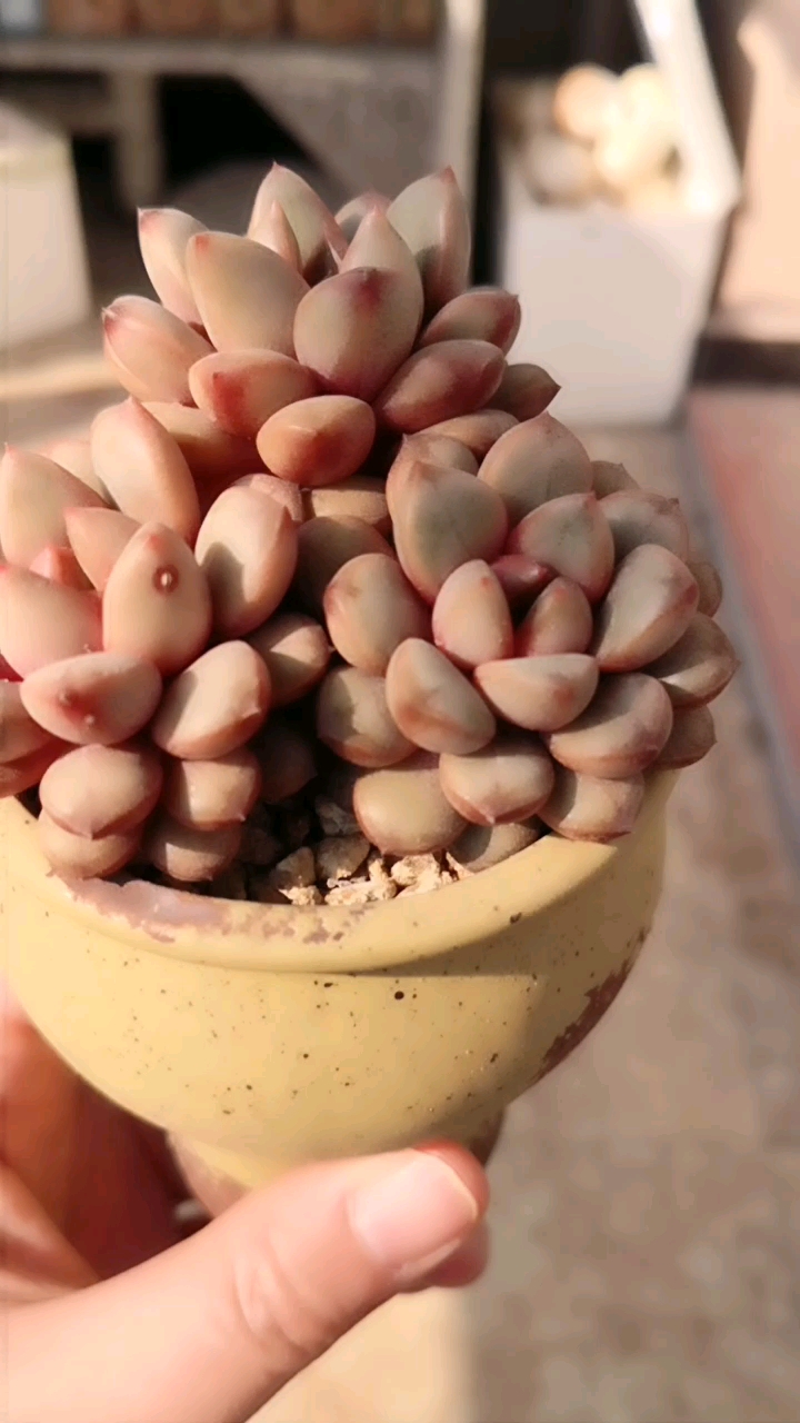 多肉葡萄      