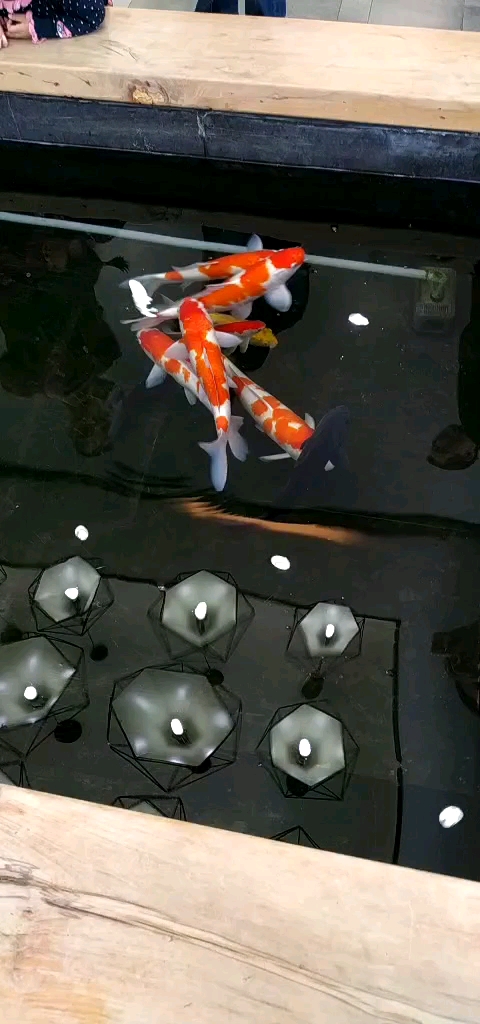看看发财鱼