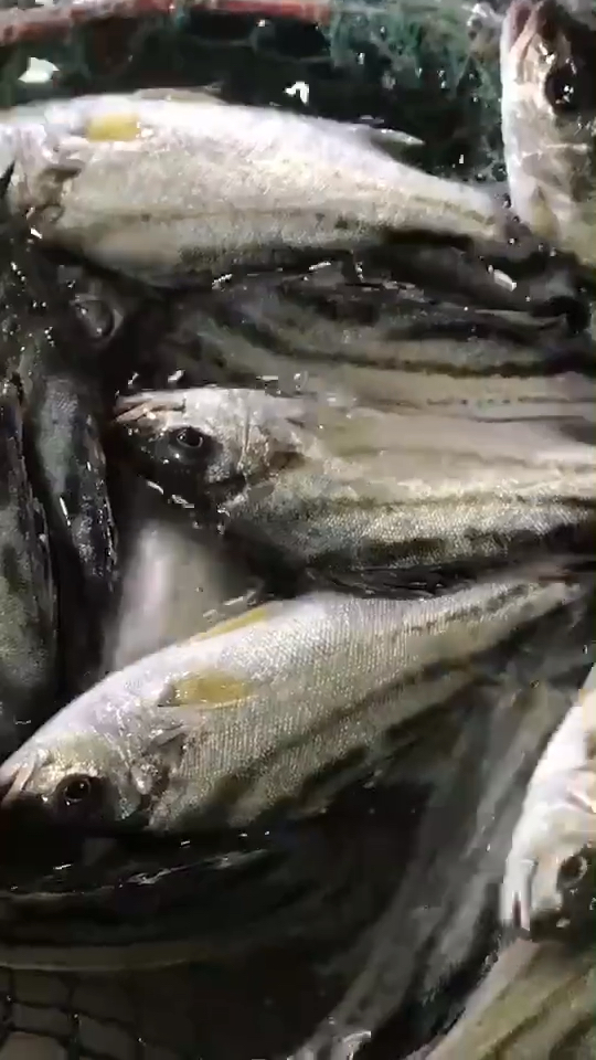 本港三线鱼,