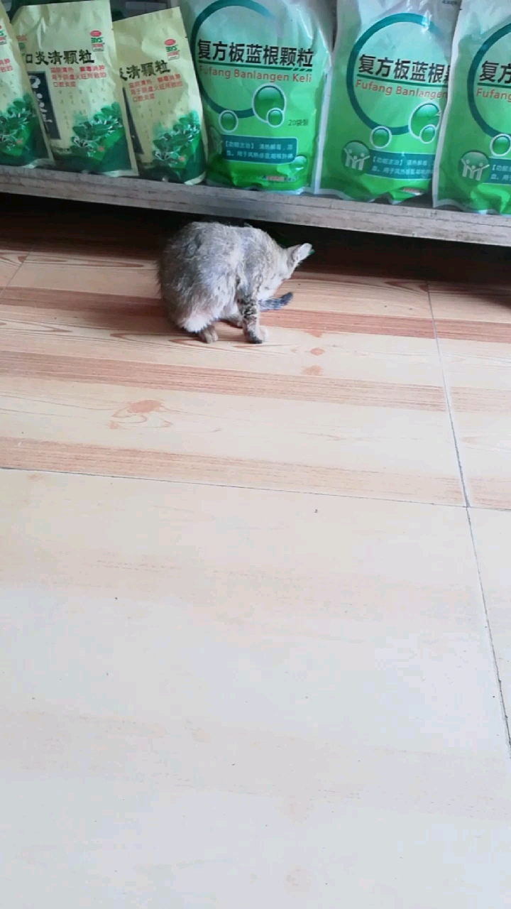 复方板蓝根颗粒复方板蓝根复