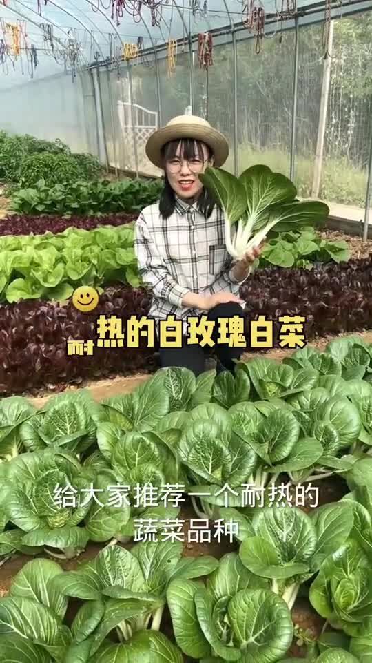 天气越来越热了,快种植这个耐热的白玫瑰白菜吧,一个月就能采收哦