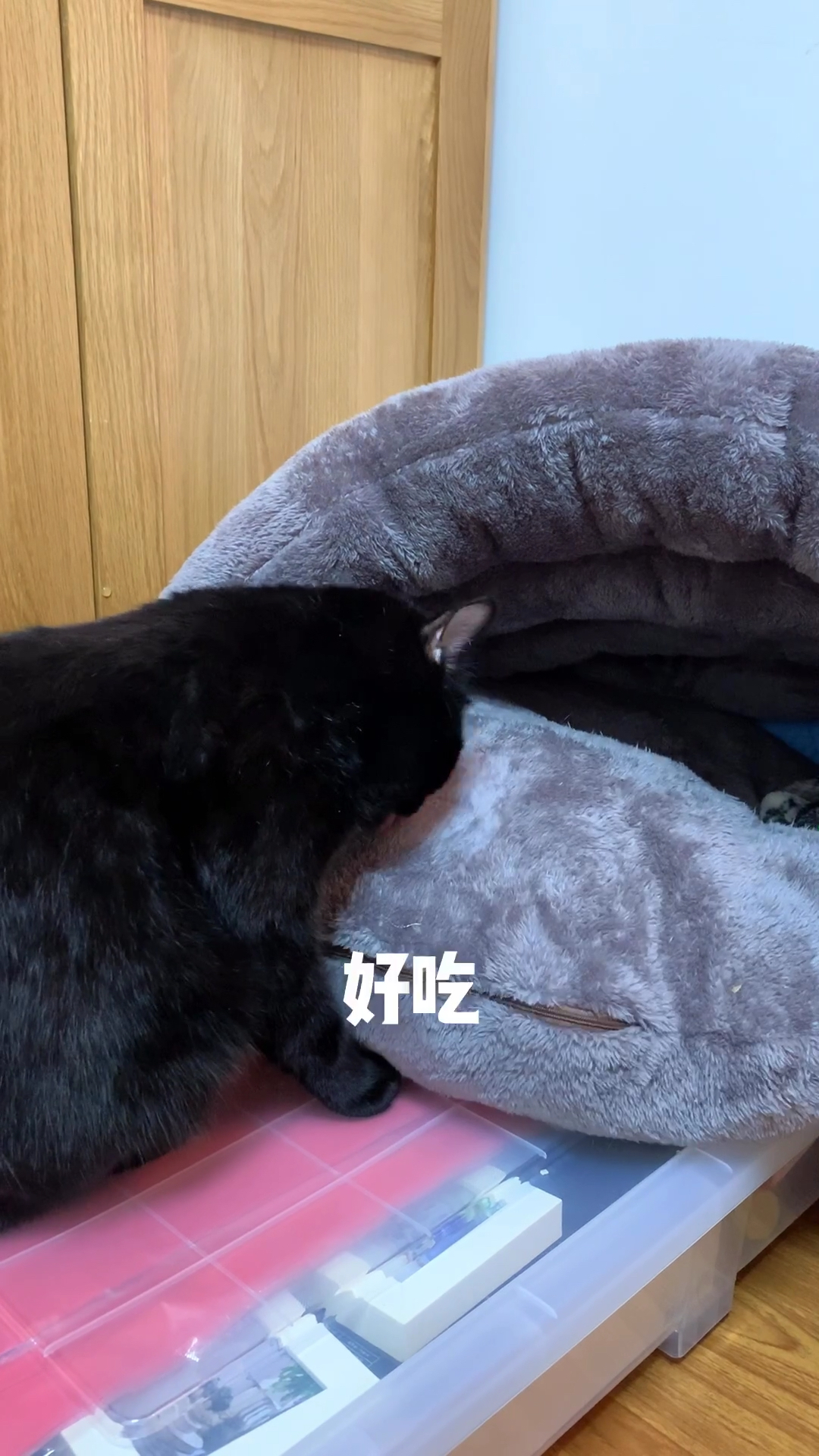 #我家萌宠成精了#白眼狼