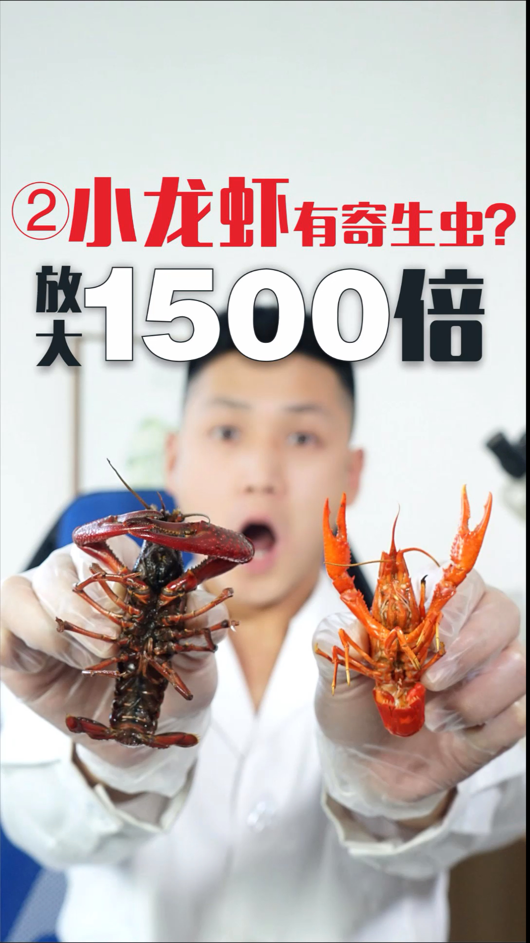 #每天一点冷知识#小龙虾有寄生虫?放大1500倍观察(第二集)