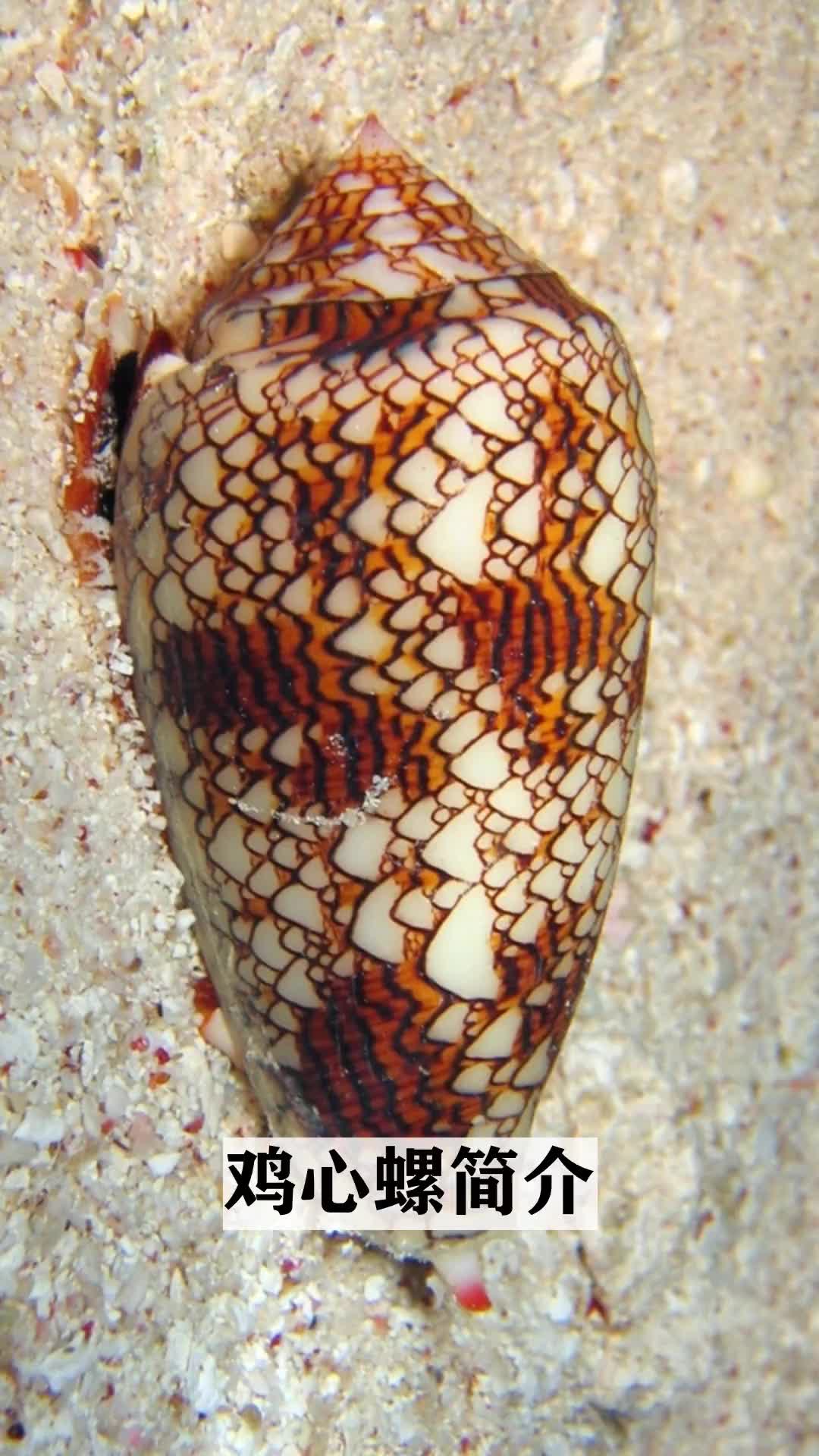 探索奇妙的动物世界,鸡心螺简介