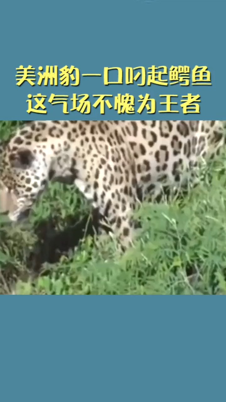 #明星娱乐#美洲豹大战鳄鱼,这气场不愧为王者