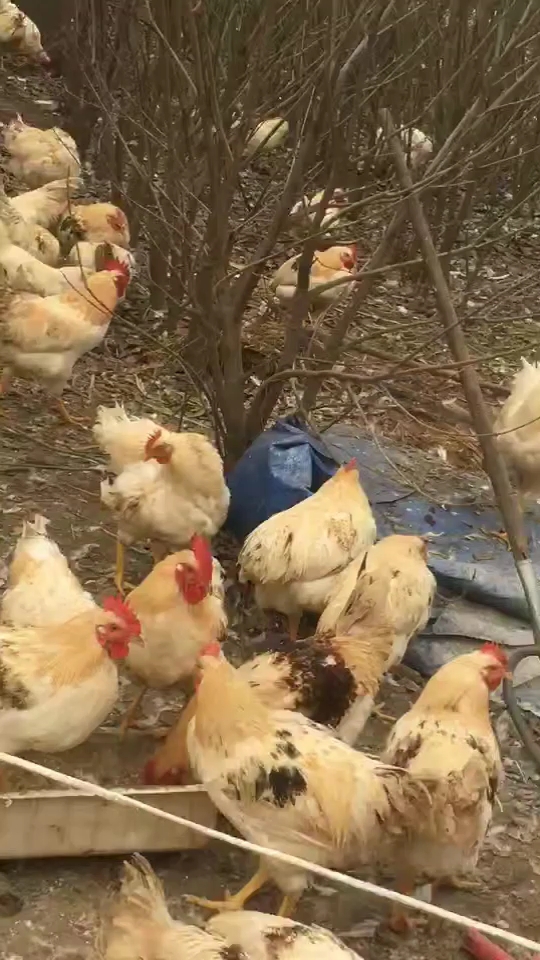 铁锅炖鸡,全是散养的