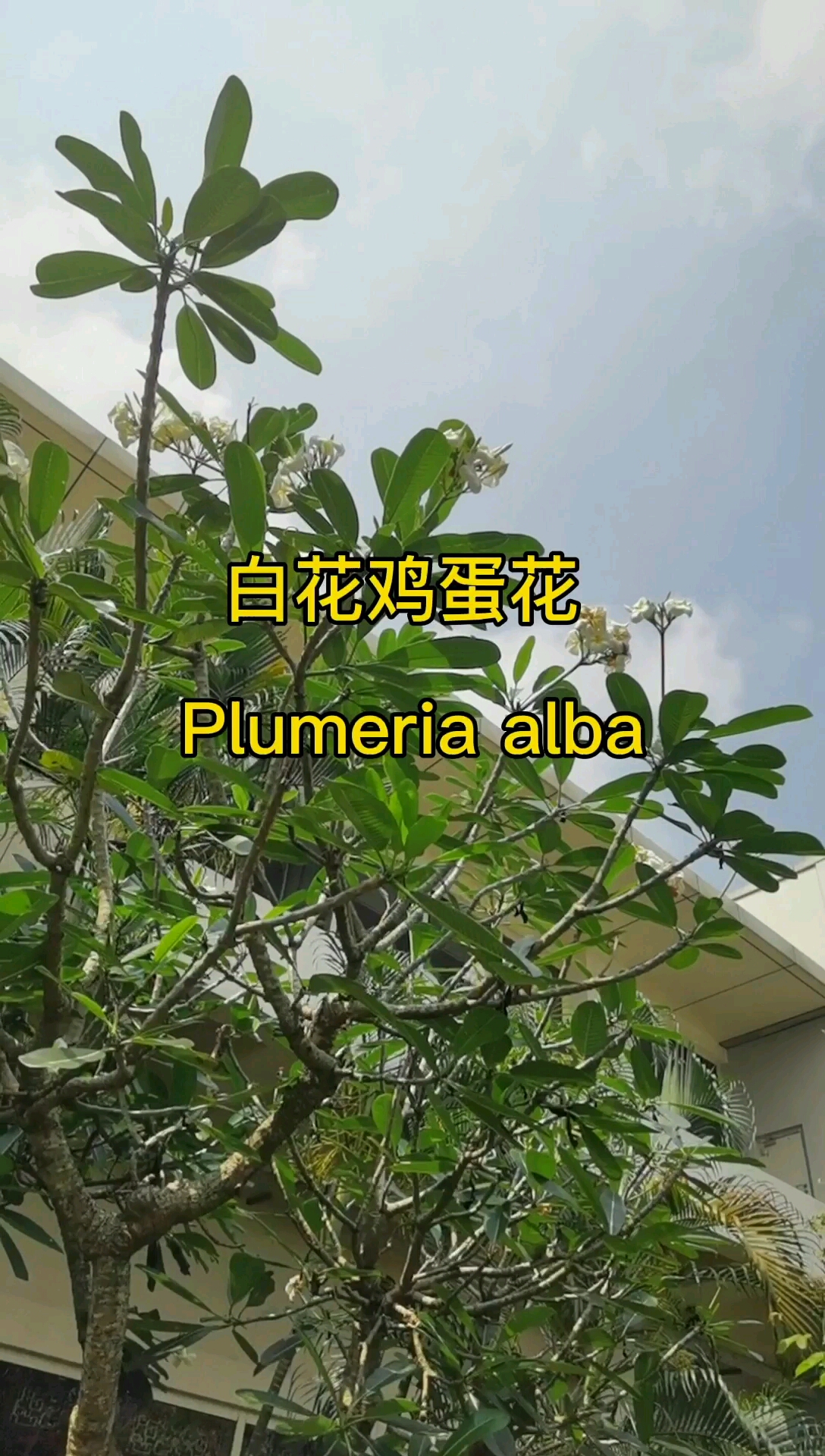 白花鸡蛋花你见过吗