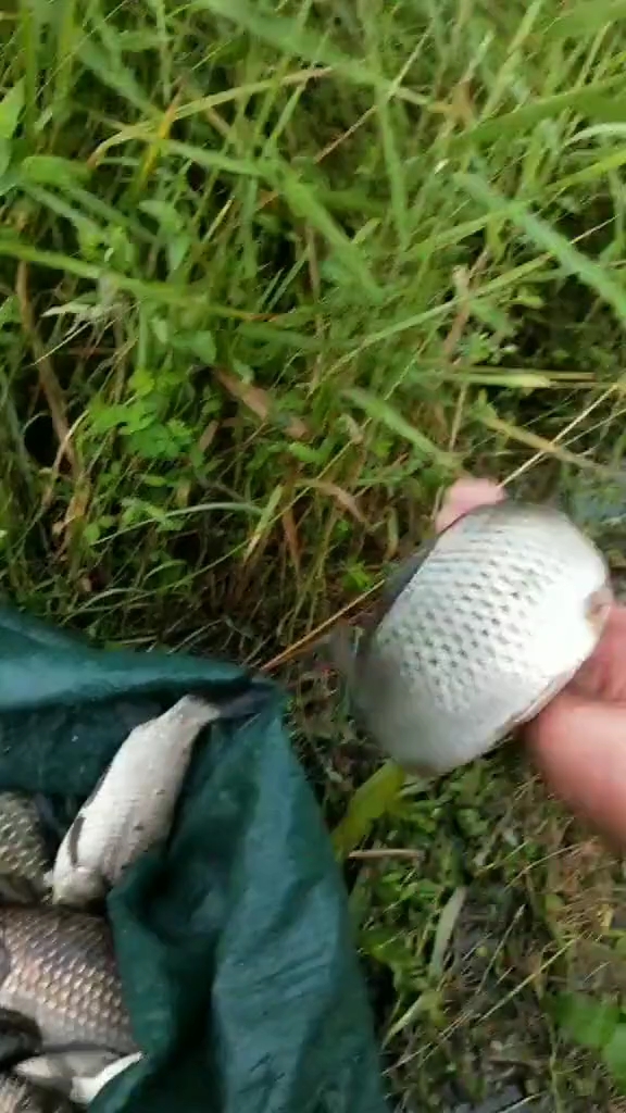 鲤鱼和鲫鱼的区别。太小了真的不好吃,肉粘都是刺
