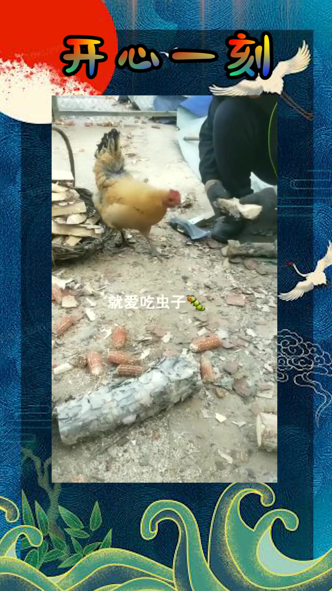 #我要上热门#就这只公鸡，居然只吃虫子，这该咋办？