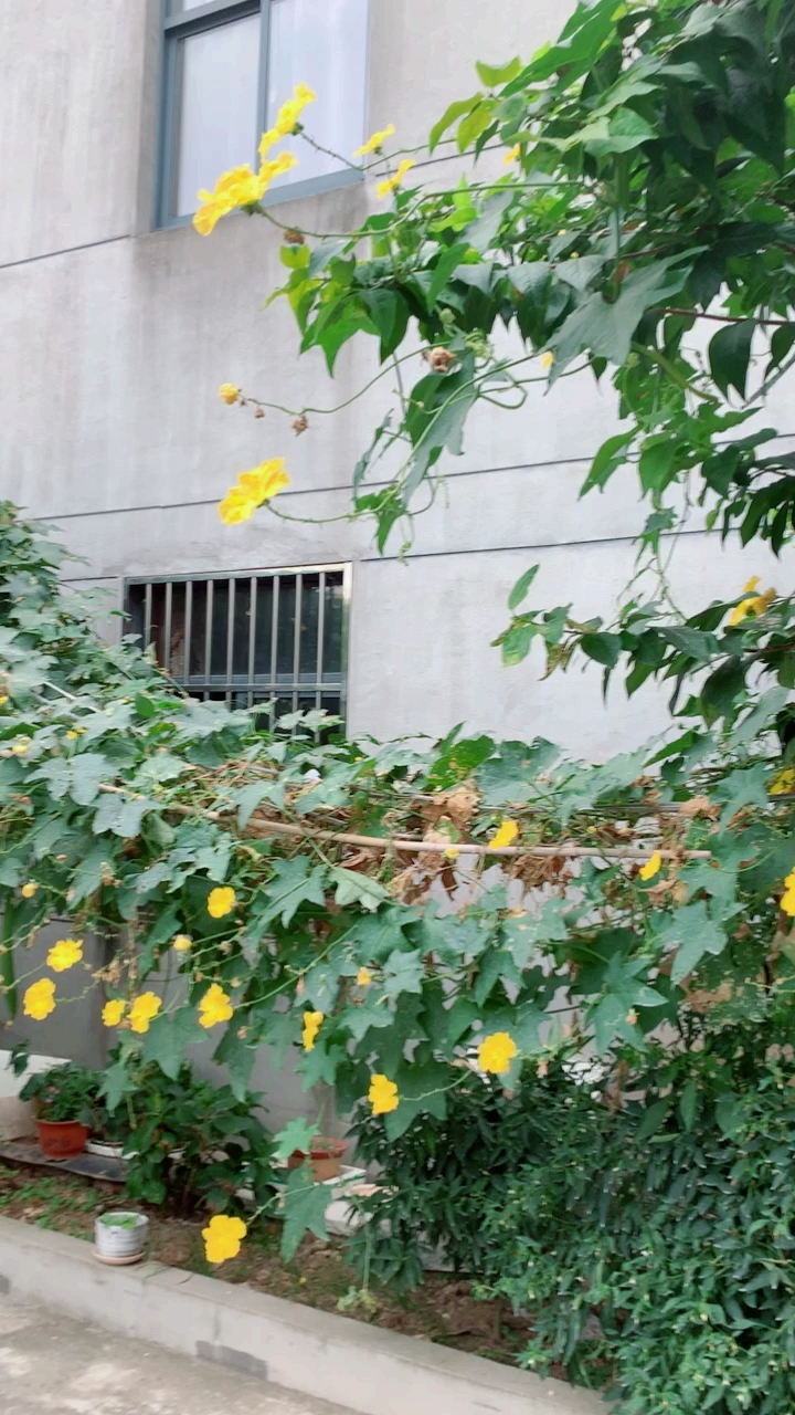 小小花园菜园