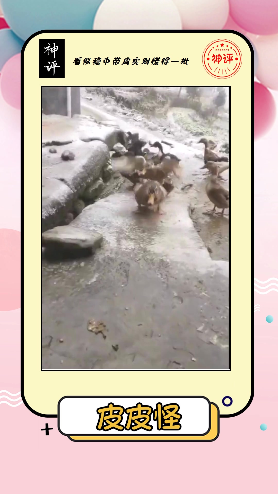 #搞笑#这条路是有油吗,小鸭子们走路,为什么都是这样的姿势?