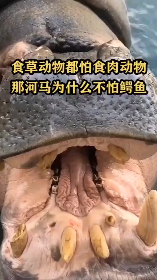 食草动物都怕食肉动物,那河马为什么不怕鳄鱼
