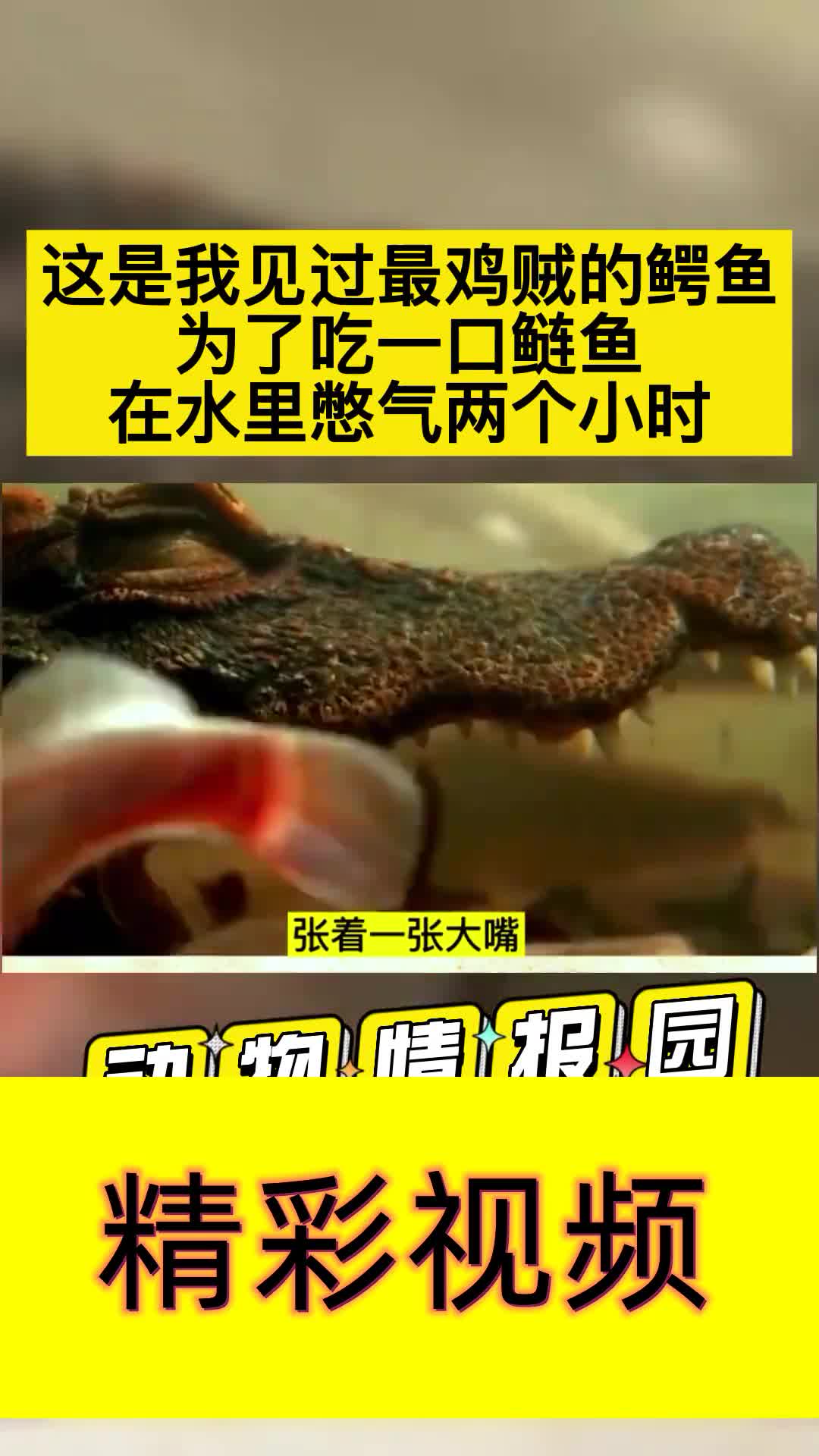 这是我见过最鸡贼的鳄鱼,为了吃一口鲢鱼,张大嘴巴在水里憋气两个小时