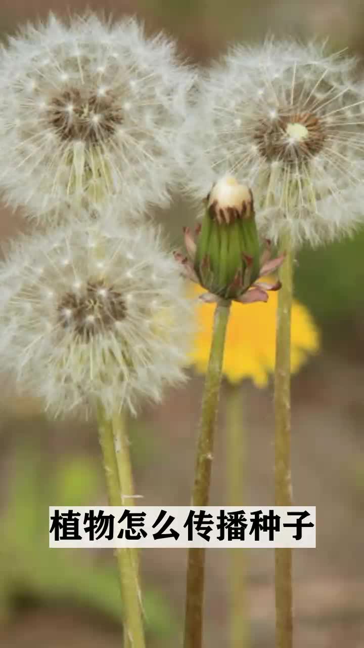植物怎么传播种子