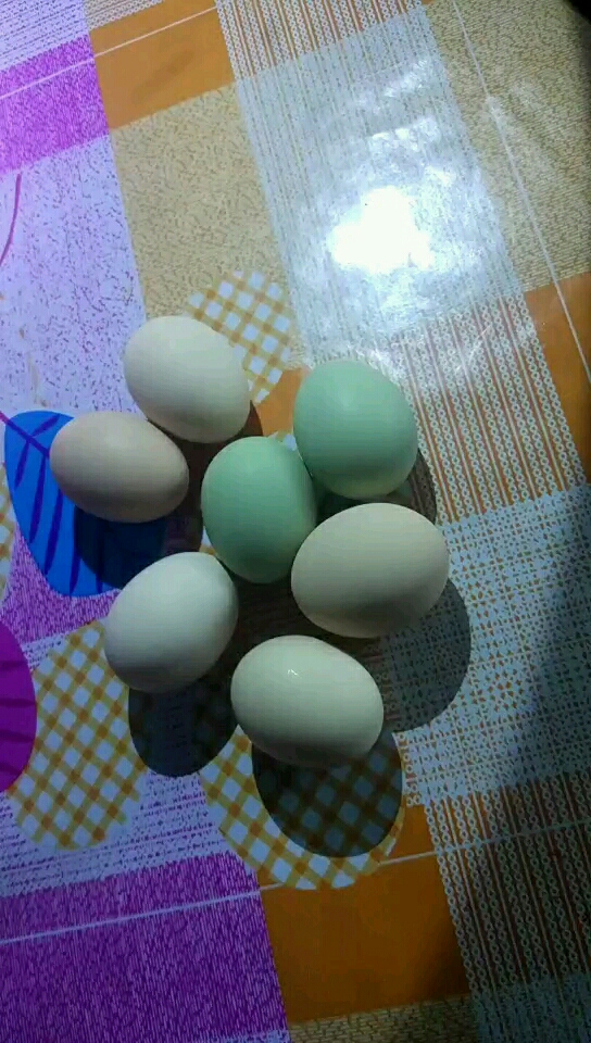 有谁见过青皮鸡蛋?