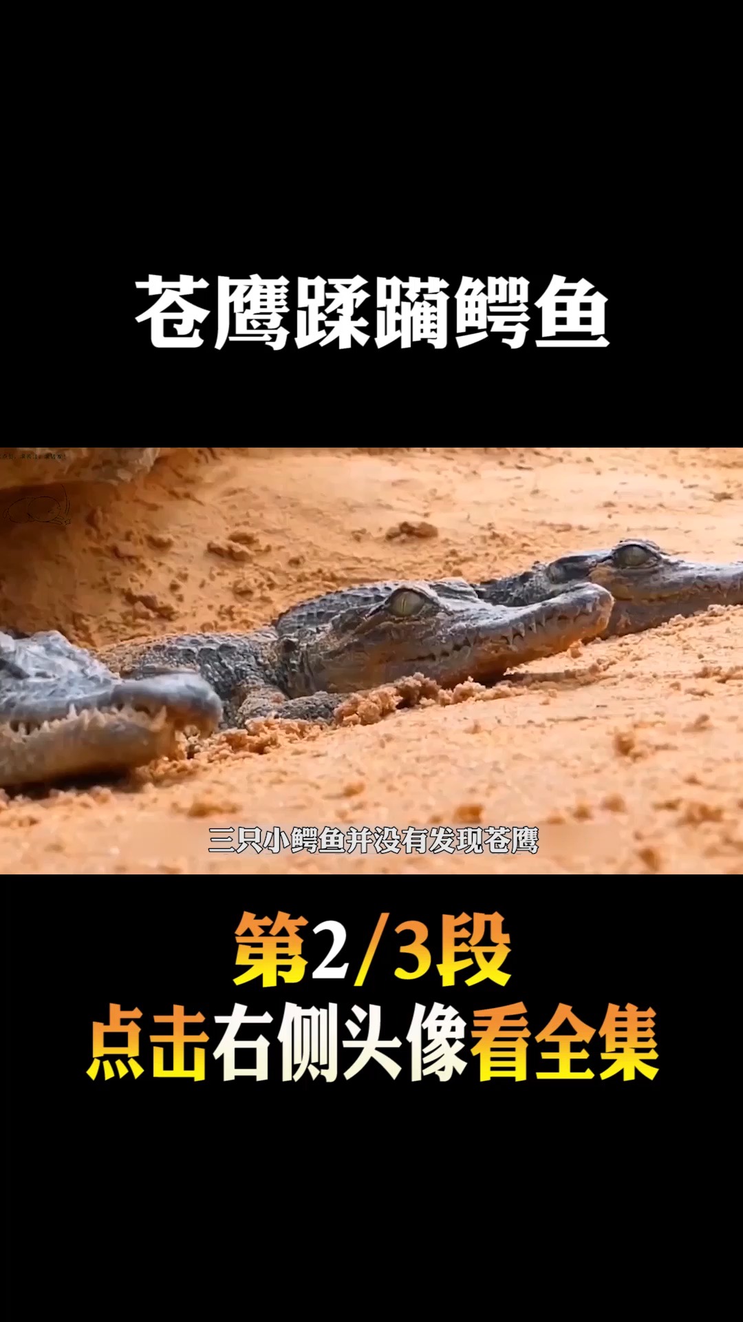 #动物世界#苍鹰蹂躏鳄鱼