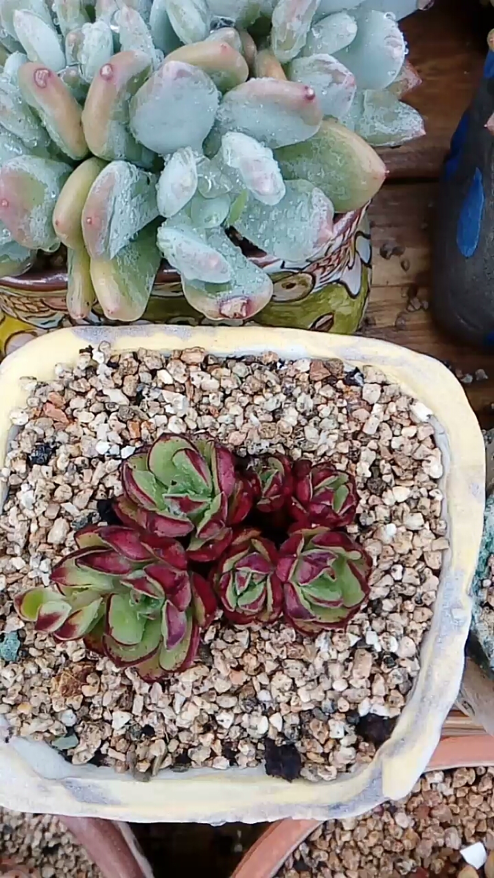 没有太阳的天拍的肉肉丹尼尔。