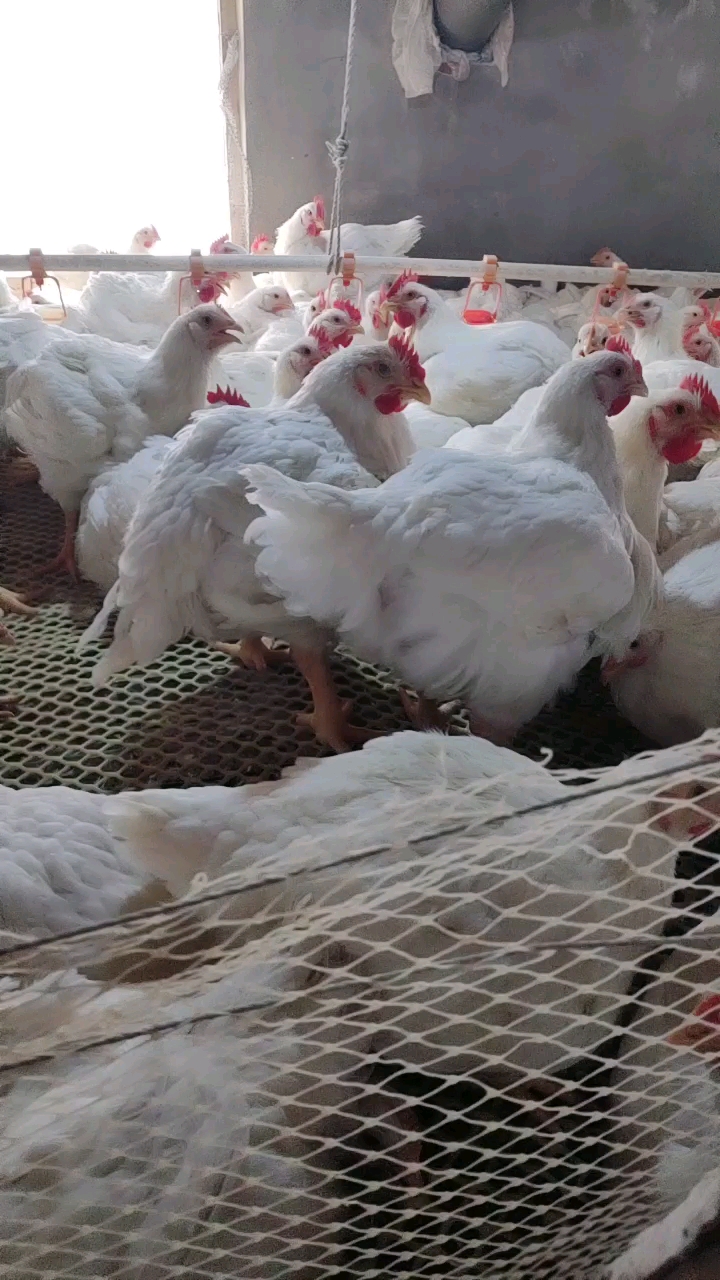 五十一天肉食鸡出栏了,猜猜平均多重?