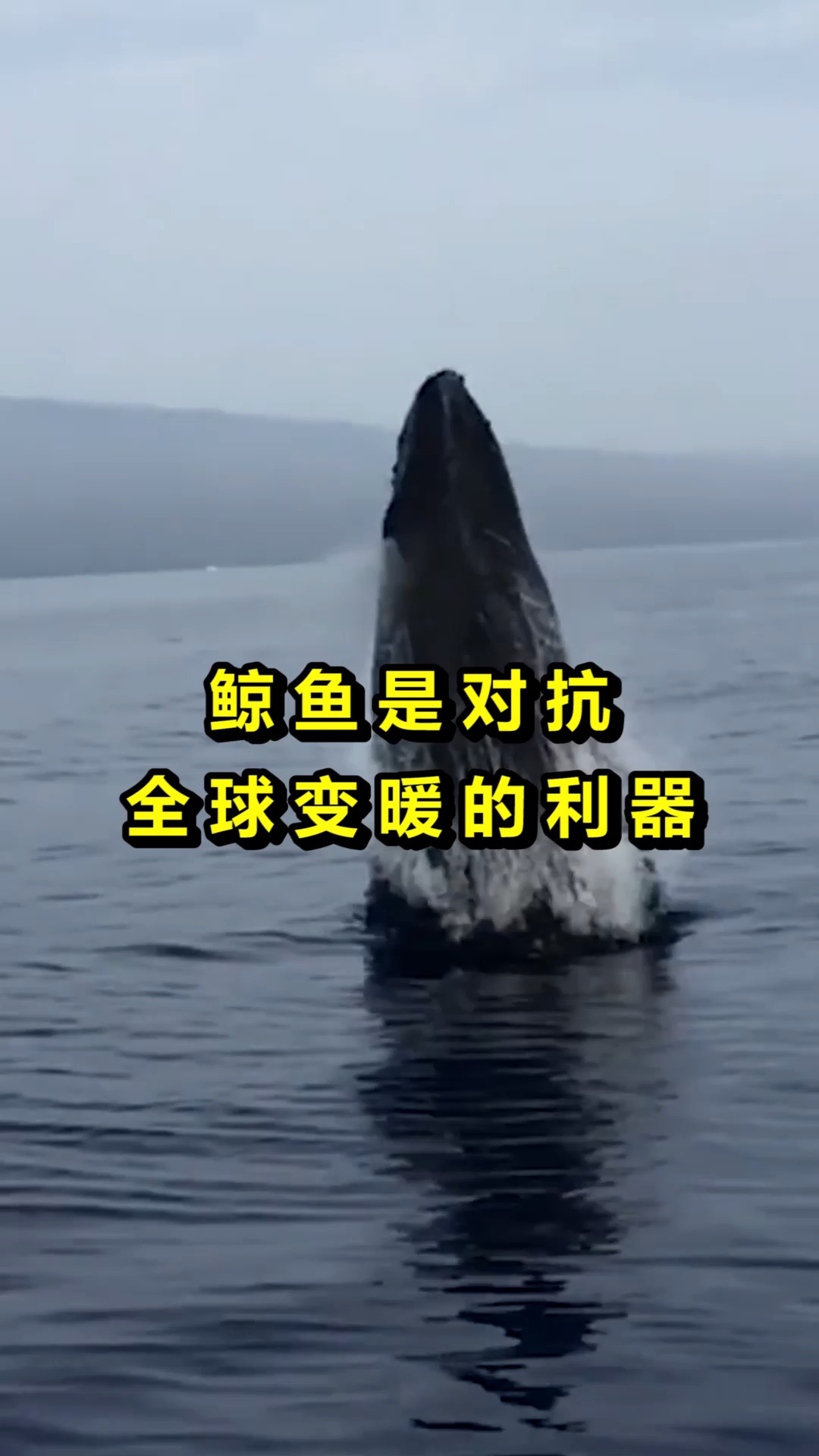 #奇趣#鲸鱼或能拯救地球，避免全球温室气体居高不下，保护鲸鱼迫不及待！
