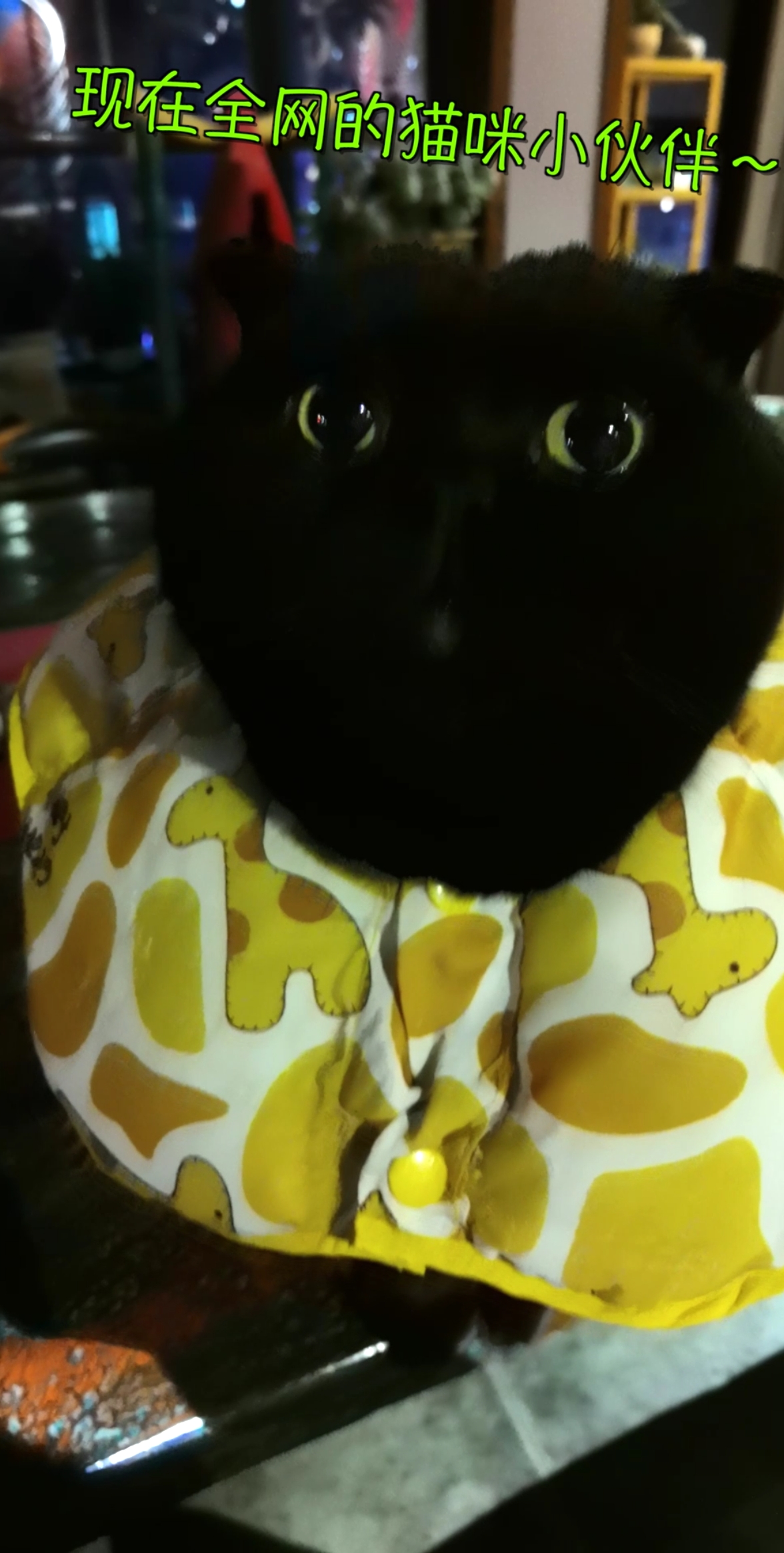 #搞笑萌宠#全网的小猫咪都在玩这个!咱也玩一个,他为啥给我一个眼神杀?