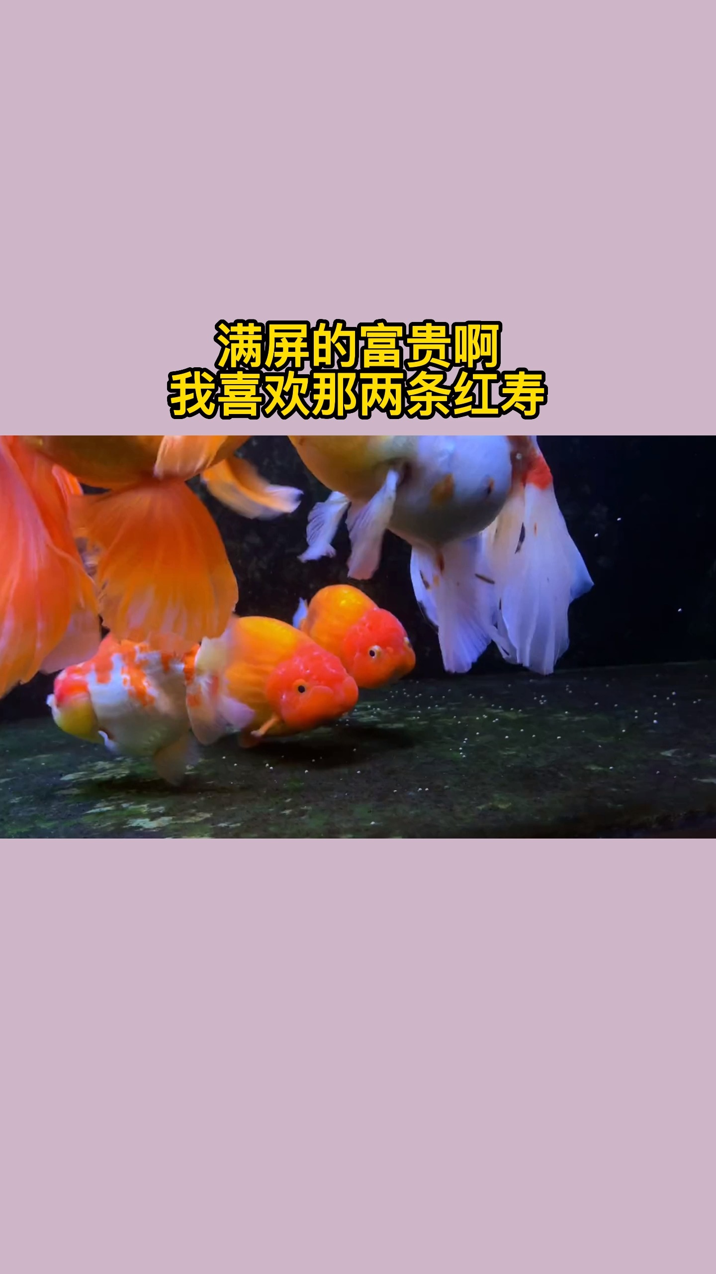 #生活趣事#满屏的富贵啊,我喜欢那两条红寿!